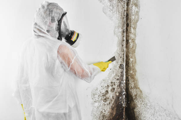 Best Residential Mold Removal  in Cave Creek, AZ