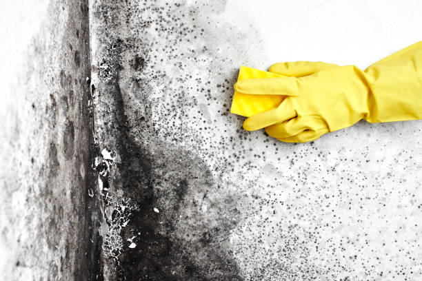 Best Crawl Space Mold Removal  in Cave Creek, AZ