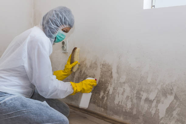 Mold Removal Process in Cave Creek, AZ