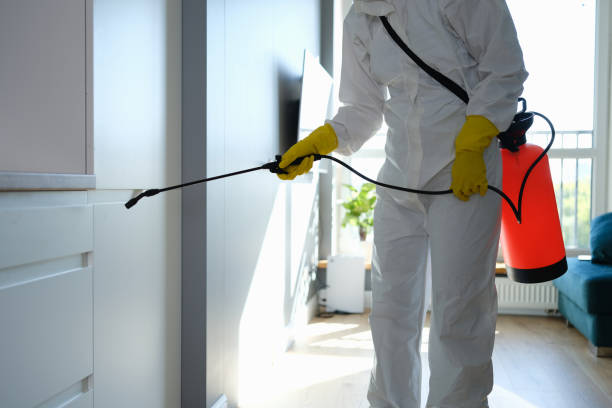 Best Mold Damage Repair  in Cave Creek, AZ