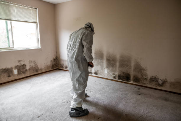 Home Mold Removal in Cave Creek, AZ