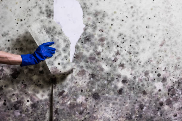 Best Mold Removal Company Near Me  in Cave Creek, AZ