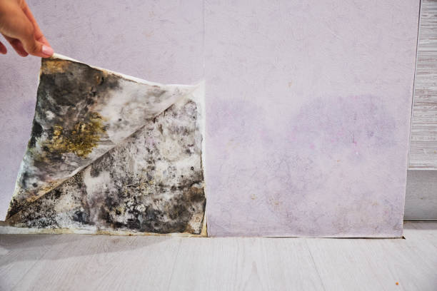Reliable Cave Creek, AZ Mold Removal Solutions